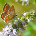 DSC_2955